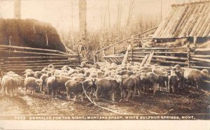 White Sulphur Springs Montana Sheep Ranch Real Photo Vintage Postcard AA43062