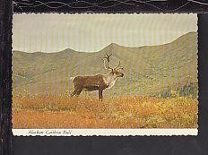 Alasakan Caribou Bull Postcard BIN 