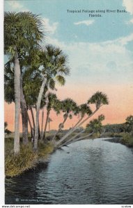 Florida , 00-10s ; Tropical Foliage along River Bank