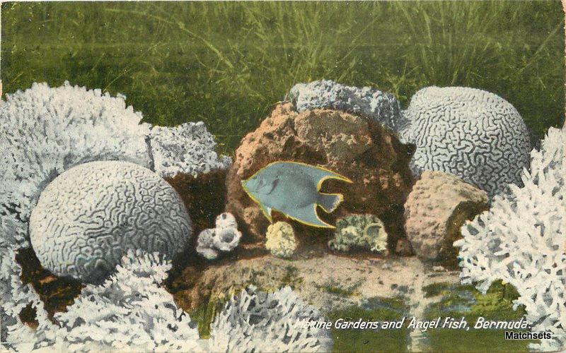 Angel Fish Marine Gardens BERMUDA C-1910 Postcard 13045