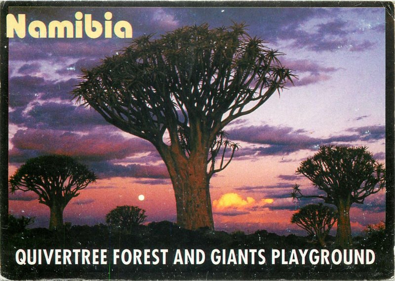 Postcard Africa native ethnic namibia tree of life forrest life