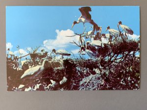 Wood Ibis In Wild Bird Rookery Evergaldes FL Chrome Postcard A1161090531