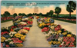 1956 Wondrous Flowers Shrubs Trees Million Dollar Causeway Clearwater Postcard
