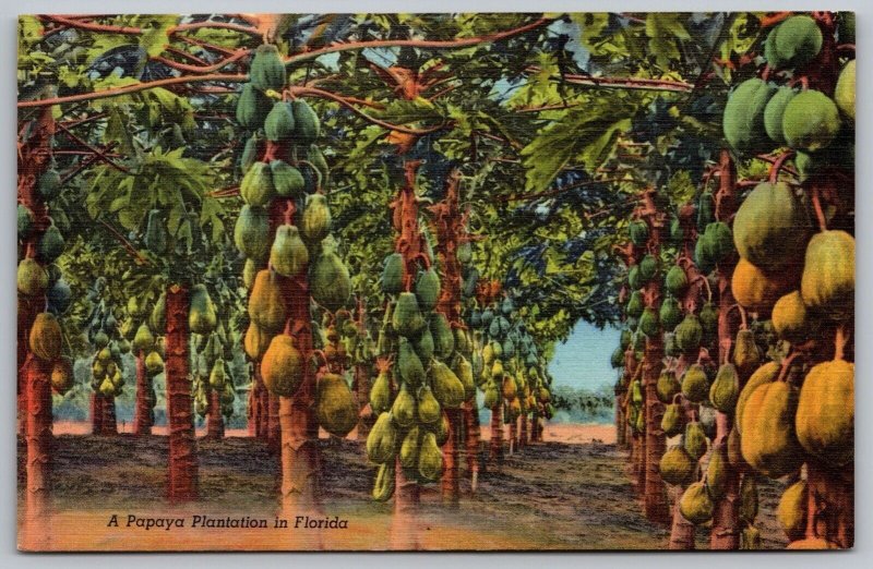 Florida Papaya Plantation Tropical Fruit Farm Foliage Linen UNP Postcard 