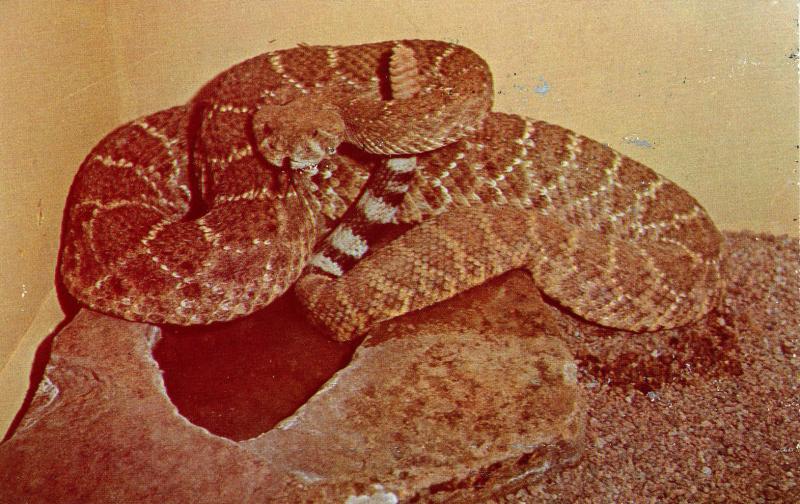 Diamond-Back Rattlesnake 