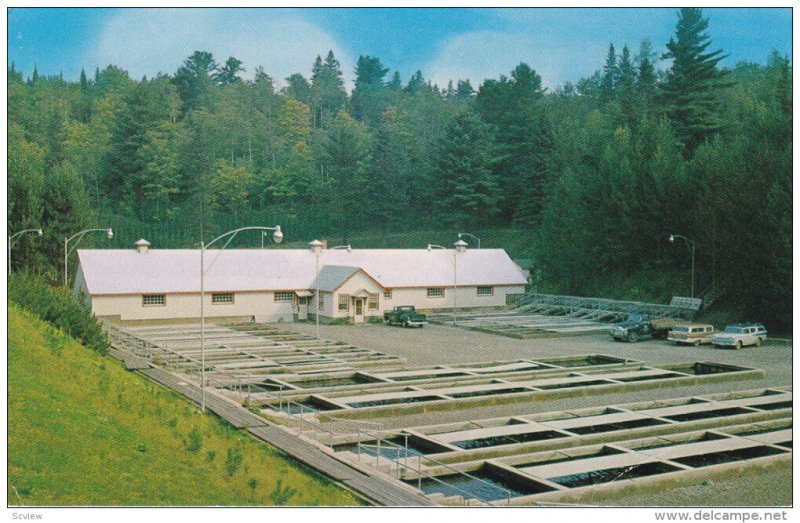 SAULT STE. MARIE, Ontario, Canada, 1940-1960's; The Ontario Government Fish H...