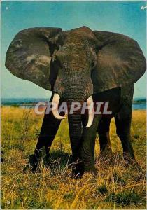 CPM Faune africaine elephant