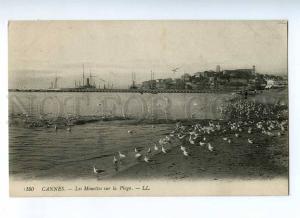 191226 FRANCE CANNES Gulls on the Beach Vintage postcard