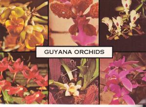 Guyana Orchids - Posted 1981