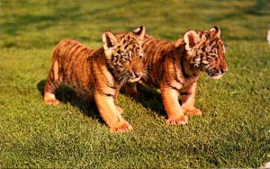 Pennsylvania Philadelphia Zoological Garden Siberian Tiger Cubs
