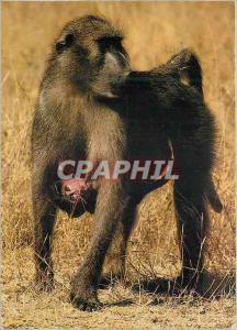 CPM Chacma Boboon The Baboons Have no fixed Manting Period and alter a Gestation