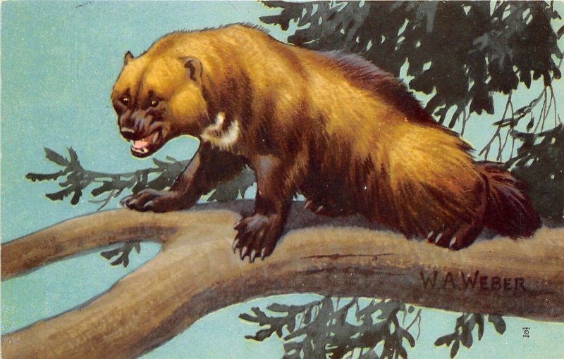 WOLVERINE by W.A. Weber 1958 National Wildlife Federation Postcard