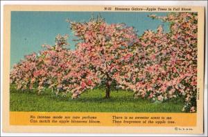 Blossoms Galore, Apple Trees in Full Bloom