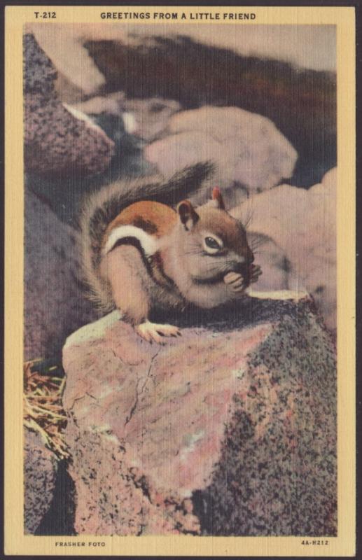 Greetings From a Little Friend,Chipmunk Postcard