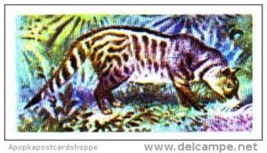 Brooke Bond Trade Card Asian Wildlife No 15 Indian Civet