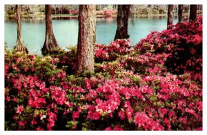 Postcard NATURE SCENE Wilmington North Carolina NC AP1084