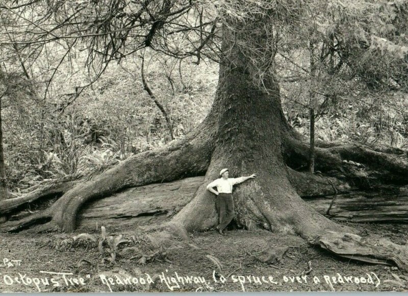 C.1920s-30s The Octopus Tree Spruce Man Redwood RPPC Real Photo Postcard P109