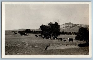 1930 Animals Farm Scene Field Lame Deer Montana MT RPPC Photo Antique Postcard