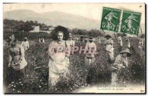 Old Postcard Collection Jasmine Cote d & # 39Azur
