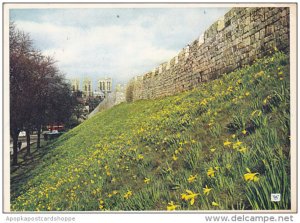 England Daffodils On The Moat and City Wall York