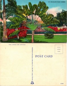 Traveler's Palm, Florida (23387