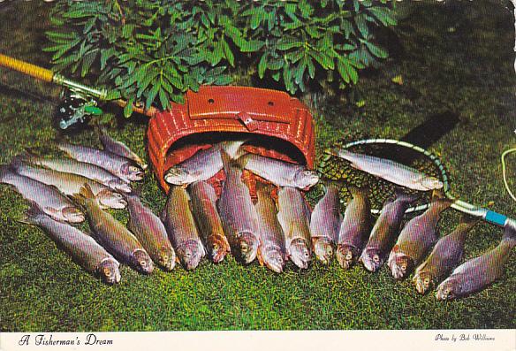 A Fisherman's Dream Day's Catch Of Trout