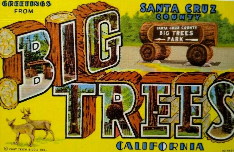 Greetings From Big Trees Santa Cruz California Large Letter Postcard Deer Logs  