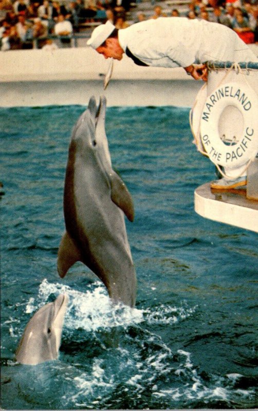 California Palos Verdes Marineland Zippy The Porpoise Jumping For Food