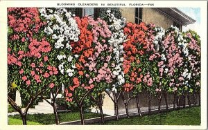 Blooming Oleanders In Beautiful Florida Vintage  Postcard Standard View Card