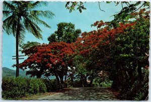 The Flamboyant Trees of Puerto Rico Lend Charm to the Countryside - Puerto Rico