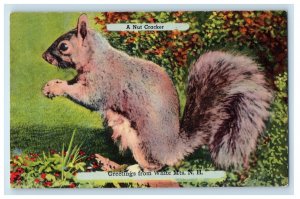 c1940's Greetings From White Mountains New Hampshire NH, Chipmunks Postcard