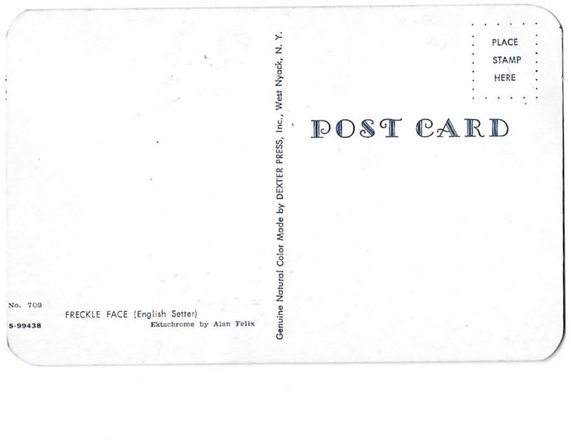 Freckle Face English Setter Dog