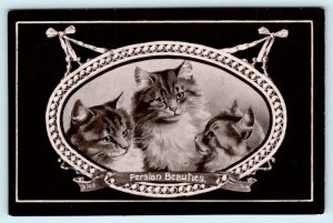 RPPC  Cats Kittens PERSIAN BEAUTIES 1911 ~ Davidson Bros.  Postcard