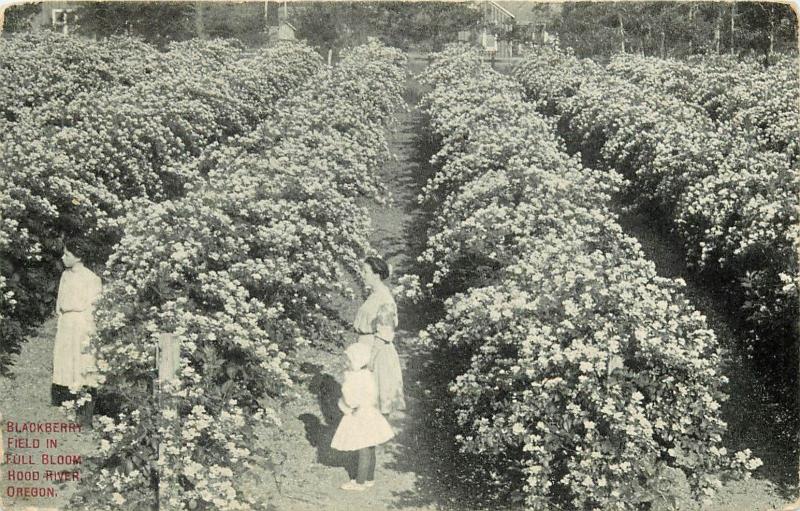 Blackberry Field Hood River Oregon OR full bloom Postcard