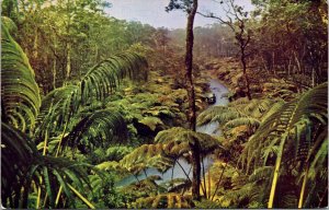 Fern Forest Jungle Fronds Hilo to Kilauea Hawaii Postcard