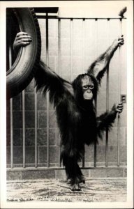 Washington D.C. DC Nat'l Zoo Orangutan in Cage Real Photo Vintage Postcard