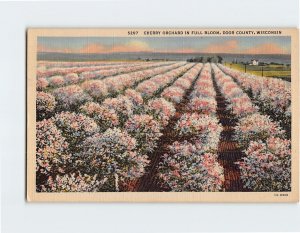 Postcard Cherry Orchard In Full Bloom, Wisconsin