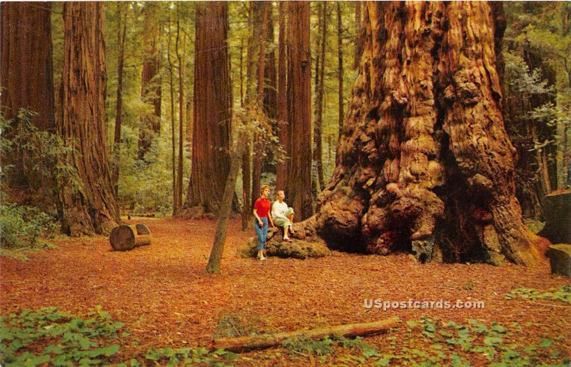 General Sherman Tree - Santa Cruz County, CA