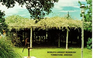 PC7097 WORLD'S LARGEST ROSEBUSH, TOMBSTONE, AZ