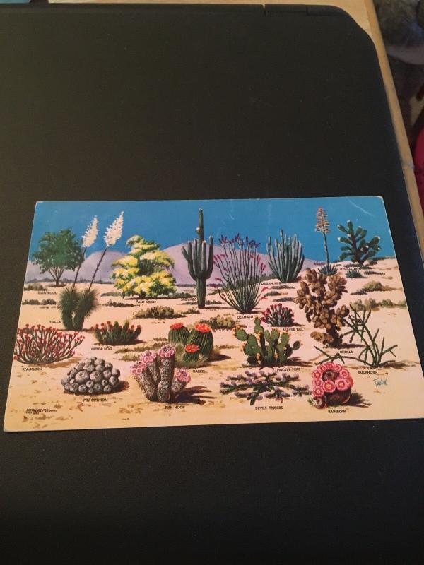 Vtg Postcard: Cacti And Desert flora of the Great Southwest