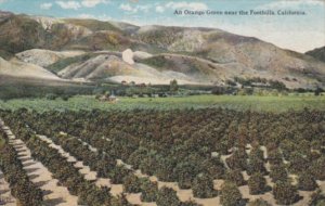 California An Orange grove Near The Foothills 1910