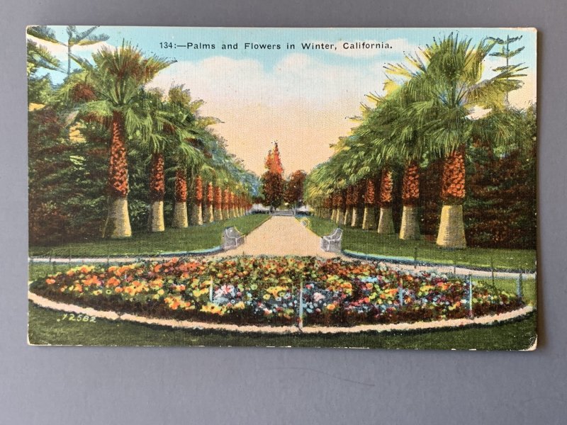 Palms And Flowers In Winter California Litho Postcard A1148083803