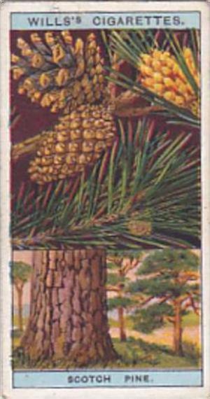 Wills Vintage Cigarette Card Flowering Trees &  Shrubs 1924 No 37 Scotch Pine