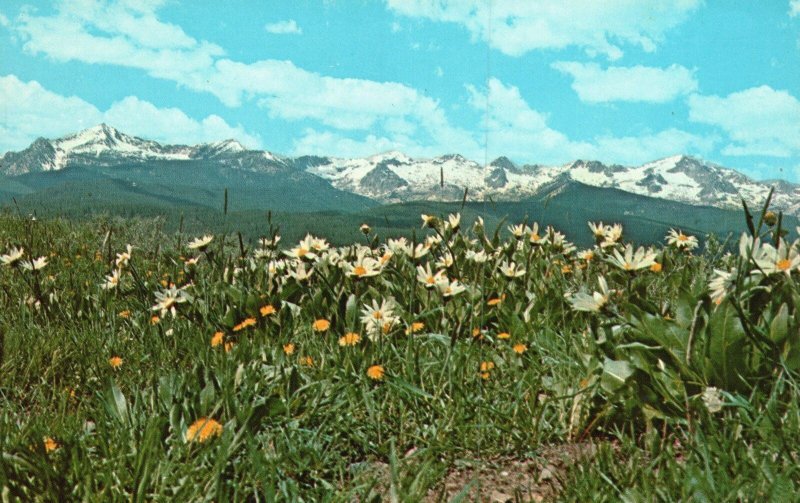 Vintage Postcard Wild Flowers In The Sawtooth Idaho ID