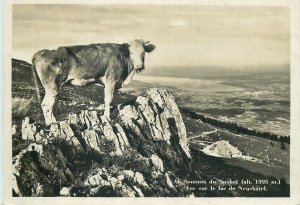 Switzerland Postcard Suchet summit Neuchatel lake scenic panorama cow image