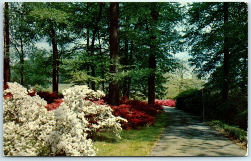 Postcard - Oak Hill - Winterthur Gardens - Winterthur, Delaware 