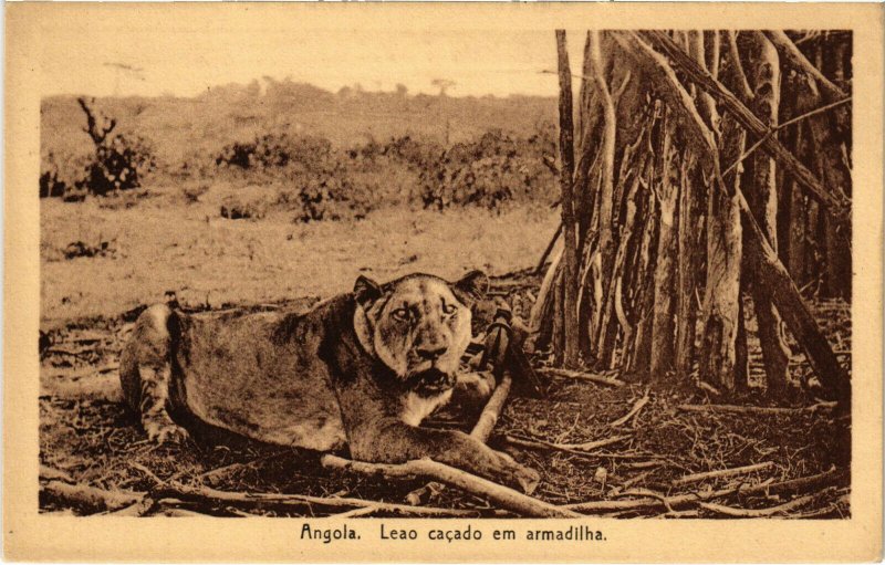 PC CPA ANGOLA / PORTUGAL, LEAO CACADO EM ARMADILHA, Vintage Postcard (b21627)