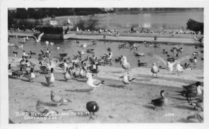 California Oakland Birds Refuge Lake Merritt 1930s RPPC Photo Postcard 22-3408