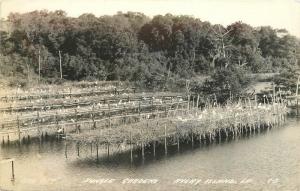 AVERY ISLAND LOUISIANA 1940s Jungle Gardens RPPC real photo postcard 5422