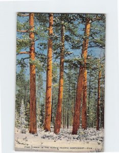 Postcard Pine Timber In The Scenic Pacific Northwest